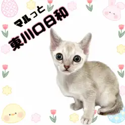 【 マルっと東川口日和No.133 】小さな天使!希少なシンガプーラが久々入店!