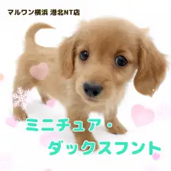 【 ミニチュア・ダックスフント 】愛嬌たっぷり！ゴールドカラーの女の子