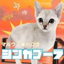 【 シンガプーラ 】最も小さな猫は希少な存在!猫らしからぬ性格な妖精さんが登場!