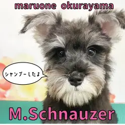 【 ミニチュア・シュナウザー 】シャンプー慣れっこ!気になる抜け毛は?