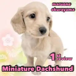 【 ダックス】お手入れと育てやすさはピカイチ！イエローカラーのプリンセス！