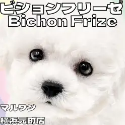 【 ビションフリーゼ 】ピュアホワイトのわたあめわんこが横浜元町に登場！