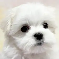 【 マルチーズ 】生後72日目!1kgの小柄な純白ガールの成長ブログをご紹介!