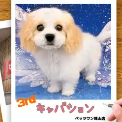 【 MIX 】キャバションの城山っ子成長報告!2026年1月15日