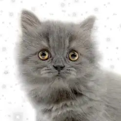 【 マンチカン 】人気のブルータビー！愛おしいフォルムの長毛短足マンチカン