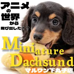 【 ミニチュアダックスフント 】甘えん坊で優しさ溢れるチョコタンカラーの男の子!