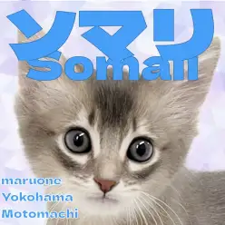 【 ソマリ 】麗しきブリーカラーのソマリちゃんが横浜元町店に登場！