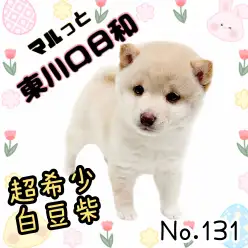 【 マルっと東川口日和No.131 】 希少な白豆柴!真っ白でフワフワな女の子