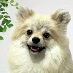 【 ポメラニアン 】社会化経験たっぷり！お散歩も練習中のふんわり毛の女の子