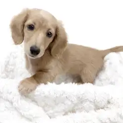 【 ミニチュアダックスフント 】ミルクティーのような特別なイエローカラーの女の子