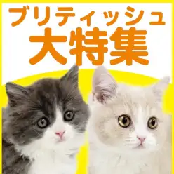 【 ブリティッシュ特集 】1/8現在在店中の丸顔むっちりボディの癒し系！最新動画付き！