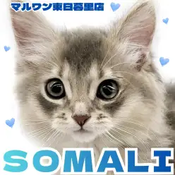 【 ソマリ 】美しいブルーの被毛と温和で人懐っこい性格の男の子が登場!