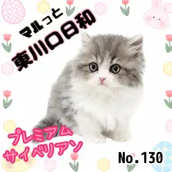 【 マルっと東川口日和No.130 】プレミアム認定！激カワサイベリアン登場！