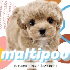 【 マルプー  】最上級のルックス！天使のような可愛さを持つ女の子にご注目！