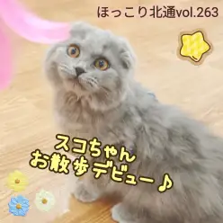 【 ほっこり北通vol.263 】垂れ耳スコちゃんのお散歩デビューに密着！
