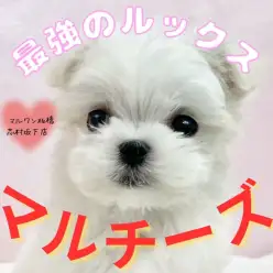 【 マルチーズ 】まさに純白！小さめマルチーズくんが新しく志村坂下店に仲間入り！