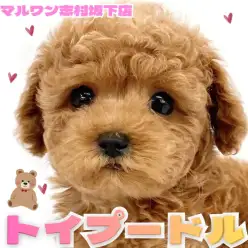 【 トイプードル 】小さめをお探しの方必見!トイプードルが新しく志村坂下店に登場