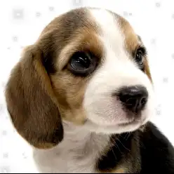 【 ビーグル 】反則級な可愛さ！愛嬌たっぷりのビーグルちゃんが来店！