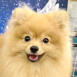 【 ポメラニアン 】第4弾!城山っ子成長報告!2026年1月27日