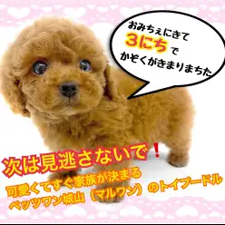 【 トイ・プードル 】見逃さないで！3日で家族の決まるトイプードルはどんな子？