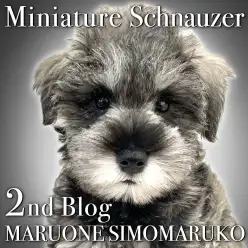 【 ミニチュアシュナウザー 】立派なレディになり始めたシュナちゃんの魅力をご紹介