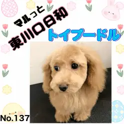【 マルっと東川口日和No.137 】優秀過ぎる！賢いプーちゃんのトリミング風景