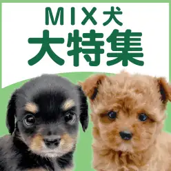 【 MIX犬特集 】1/22現在在店中のオンリーわんこ！最新動画は必見！