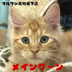 【 メインクーン 】志村タイムズ11号！生後3ヶ月半のメインクーンちゃんをご紹介