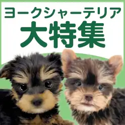 【 ヨークシャーテリア特集 】1/8現在在店中のヨーキー特集！最新動画は必見！