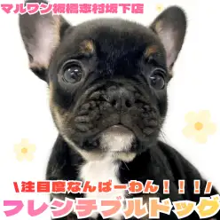 【 フレンチブルドック 】鼻ぺちゃ好きの方！集合！フレブルくんが新たに仲間入り！
