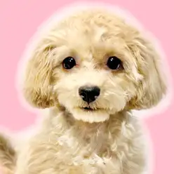 【 MIX 】マルプー：社交的な甘えん坊、お散歩デビュー準備中！