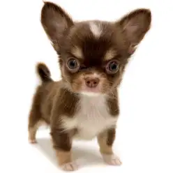 【 チワワ 】短めマズルのベビーフェイス!人気のチョコレートタンカラーの男の子