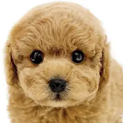 【 トイプードル 】愛嬌満点！アプリコットの男の子が新登場