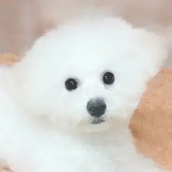 【 ビションフリーゼ 】成長したからこそ出来る事が増えた！トレーニング内容紹介！