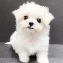 【 マルチーズ 】抱っこした瞬間、恋に落ちる！マルワンプレミアムのマルチーズ