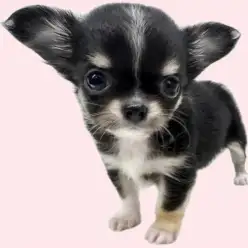 【 チワワ 】手のひらサイズのブラックタン&ホワイトの女の子が埼玉浦和に登場