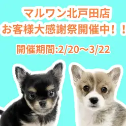 【 お知らせ 】お客様大感謝祭開催中!北戸田店の子犬をご紹介!