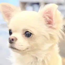 【 チワワ 】初めてでも多頭でも！穏やかな性格で育てやすい超フレンドリーボーイ！