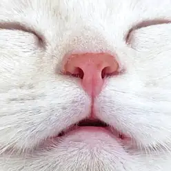 【 マンチカン 】レアショット「舌チロ」「クチパカッ」隠されたメッセージは？！