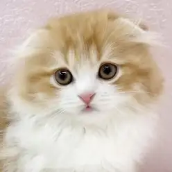 【 スコティッシュフォールド 】心が和む真ん丸シルエット!スコちゃんが襲来!!