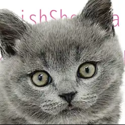 【 ブリティッシュショートヘア 】可愛すぎる超まる顔のプレミアムキャット！