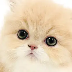 【 エキゾチック 】エキゾ界の美男子が横浜元町店に降臨！