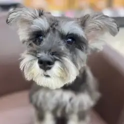 【 ミニチュアシュナウザー 】生後5ヶ月前にある変化?!小さな成長発見!