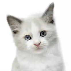 【 ラグドール 】クリスマスが誕生日！ブルーポイントバイカラーの男の子！