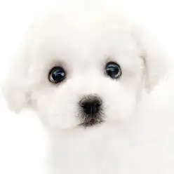 【 ビションフリーゼ 】穏やか白雲ボーイ！生後二ヶ月の男の子が東日暮里店に登場！