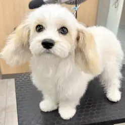 【 MIX キャバション 】城山っ子成長報告!〜がんばれカット編〜