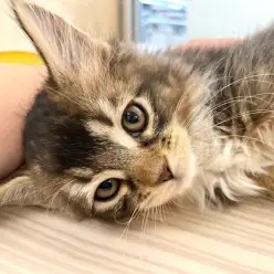 【 メインクーン 】心優しいジェントルキャット!マルっと東川口日和No.155