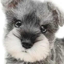 【 ミニチュアシュナウザー 】賢さと愛らしさが光る理想のパートナーDOG現る！