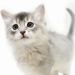 【 ソマリ 】マルワンプレミアムの希少ブルー!すべてが最上級の甘え猫!