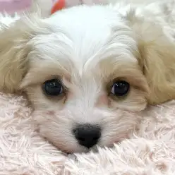 【 MIX 】キャバリア☓ビションフリーゼの女の子が横浜鶴見店に仲間入り!